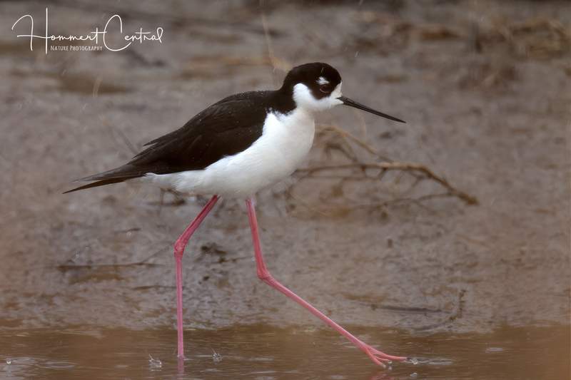 Black-necked Stilt (47).jpg