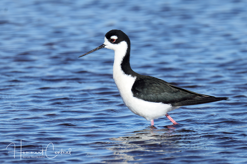 Black-necked Stilt (48).jpg