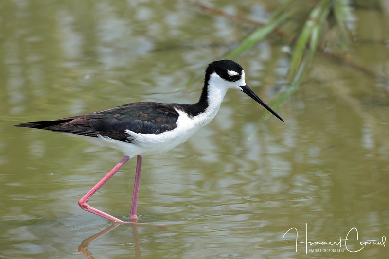 Black-necked Stilt (female) (12).jpg