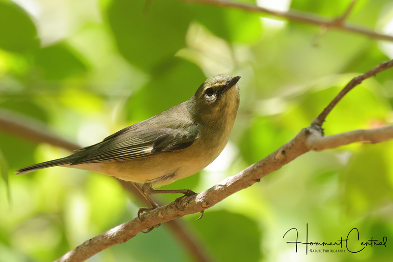 Black-throated Blue Warbler (female) (01).jpg