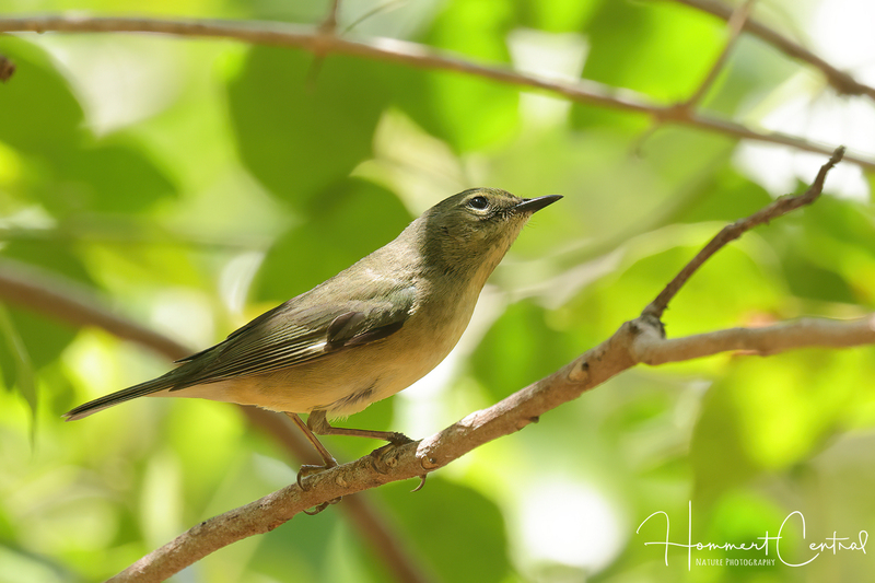 Black-throated Blue Warbler (female) (02).jpg