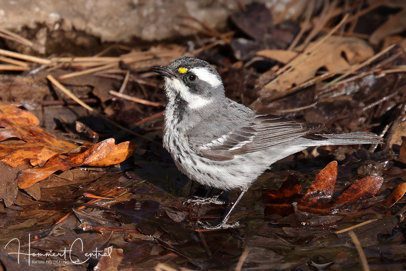 Black-throated Gray Warbler (08).jpg
