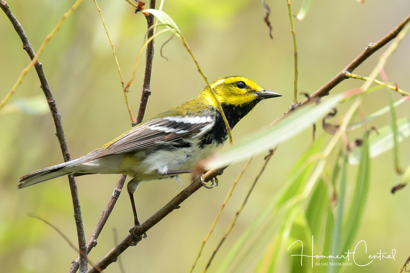 Black-throated Green Warbler (37).jpg