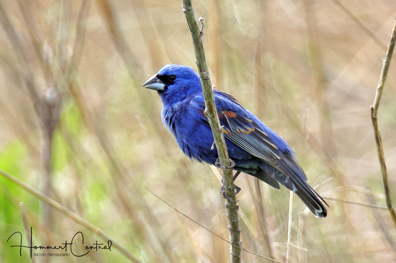 Blue Grosbeak (09).jpg