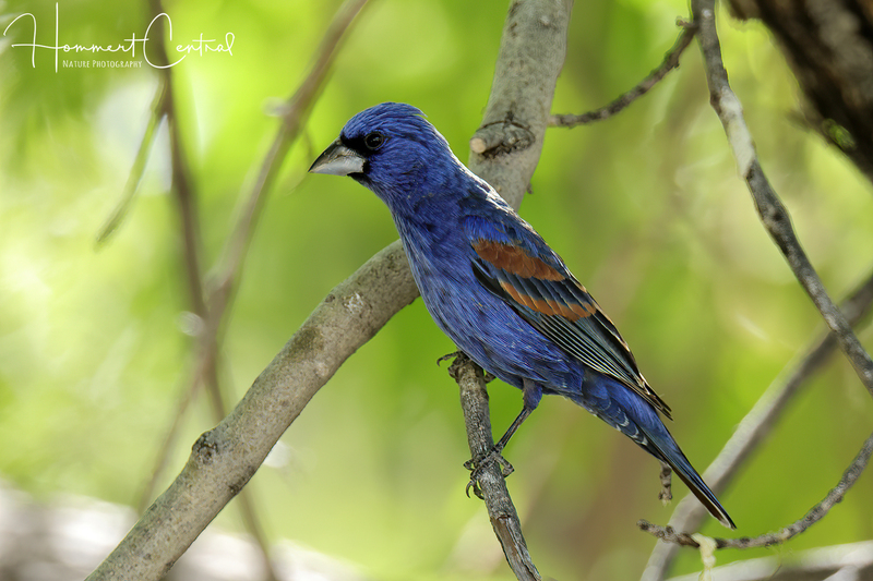 Blue Grosbeak (10).jpg