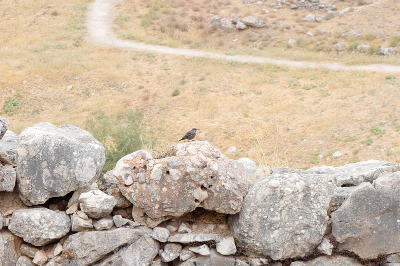 Blue Rock-Thrush (female) (01).jpg