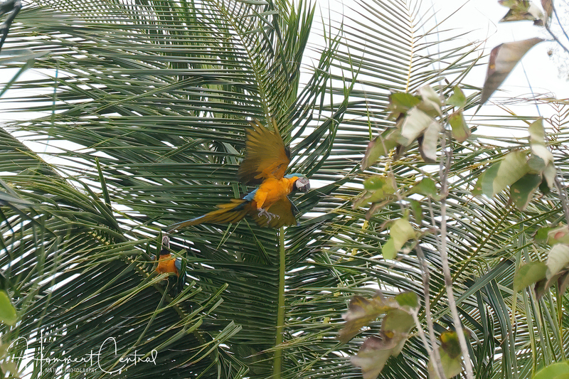Blue-and-yellow Macaw (03).jpg