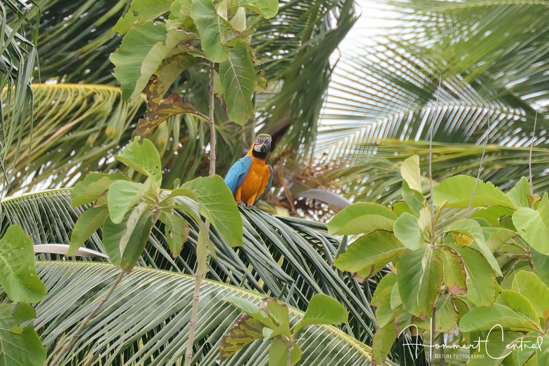 Blue-and-yellow Macaw (04).jpg