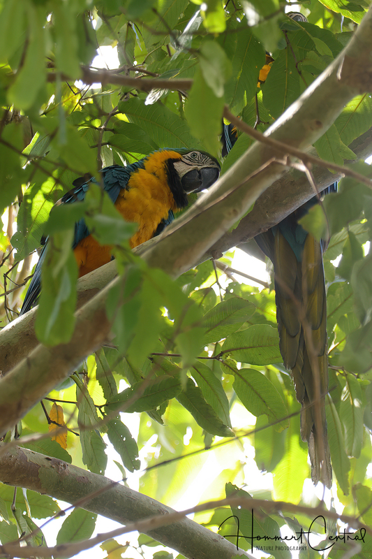 Blue-and-yellow Macaw (05).jpg