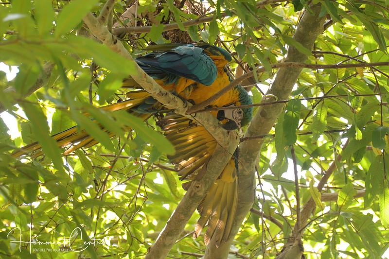 Blue-and-yellow Macaw (06).jpg