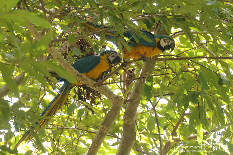 Blue-and-yellow Macaw (07).jpg