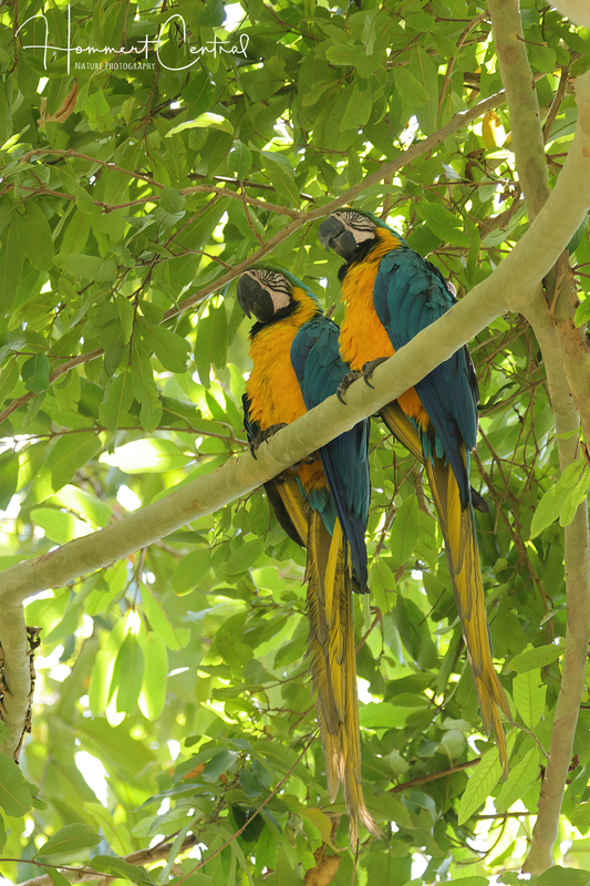 Blue-and-yellow Macaw (08).jpg