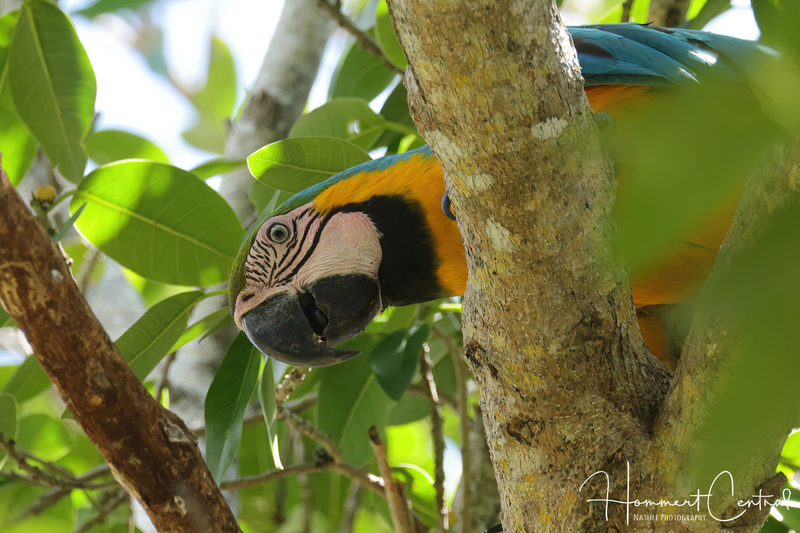 Blue-and-yellow Macaw (09).jpg