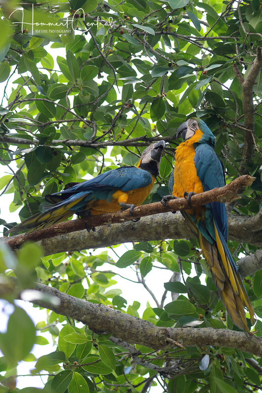 Blue-and-yellow Macaw (10).jpg