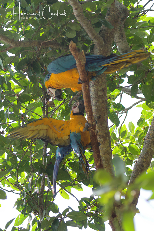 Blue-and-yellow Macaw (11).jpg