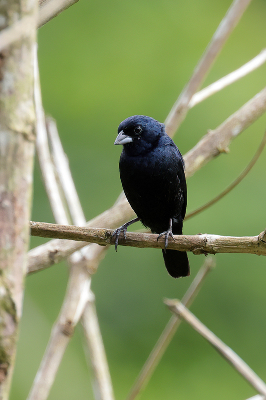 Blue-black Grassquit (01).jpg