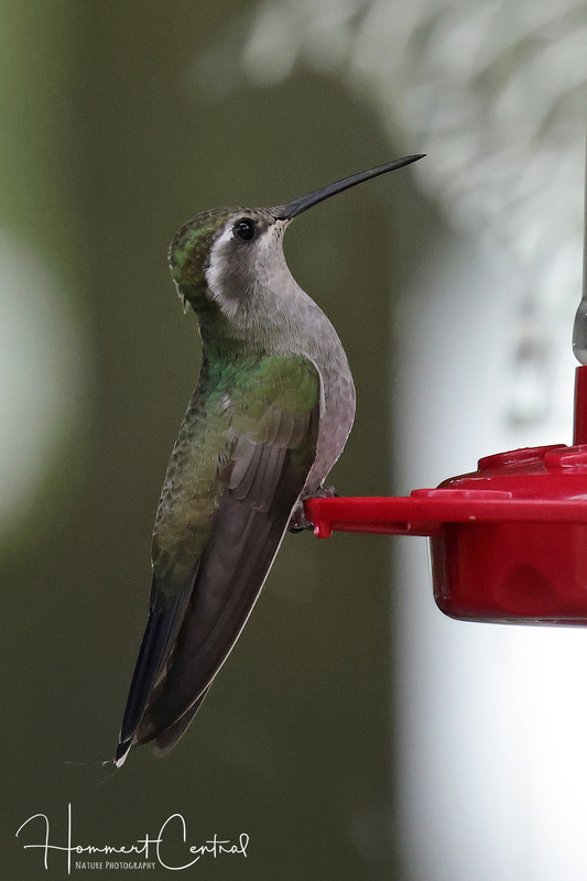 Blue-throated Mountain-gem (female) (02).jpg
