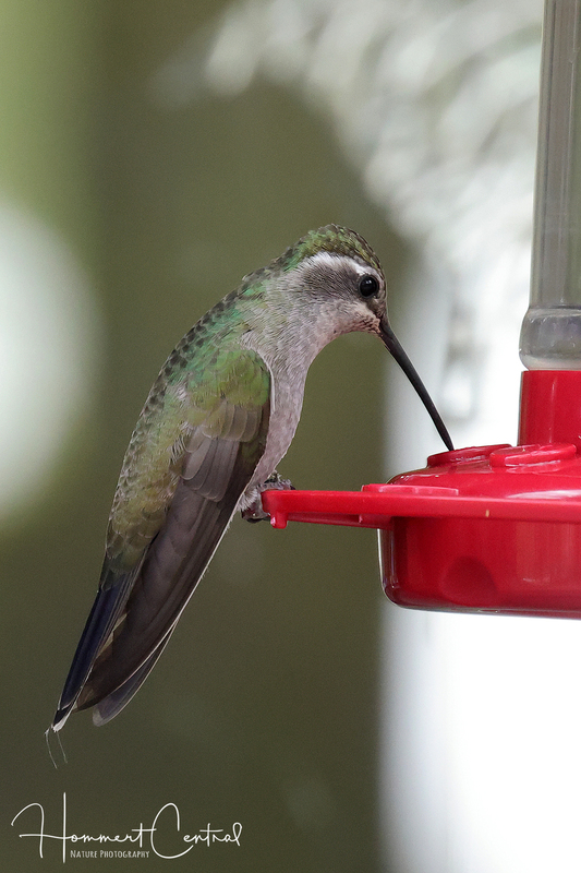 Blue-throated Mountain-gem (female) (03).jpg