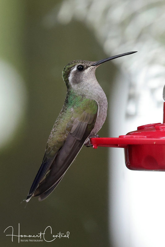 Blue-throated Mountain-gem (female) (04).jpg