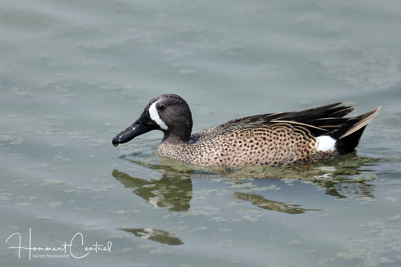 Blue-winged Teal (11).jpg