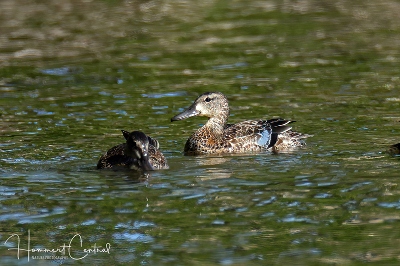 Blue-winged Teal (female) (05).jpg