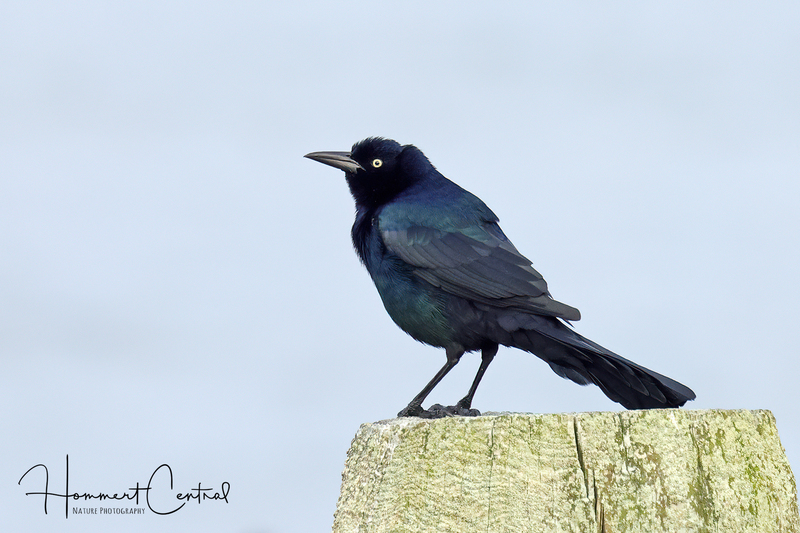 Boat-tailed Grackle (06).jpg