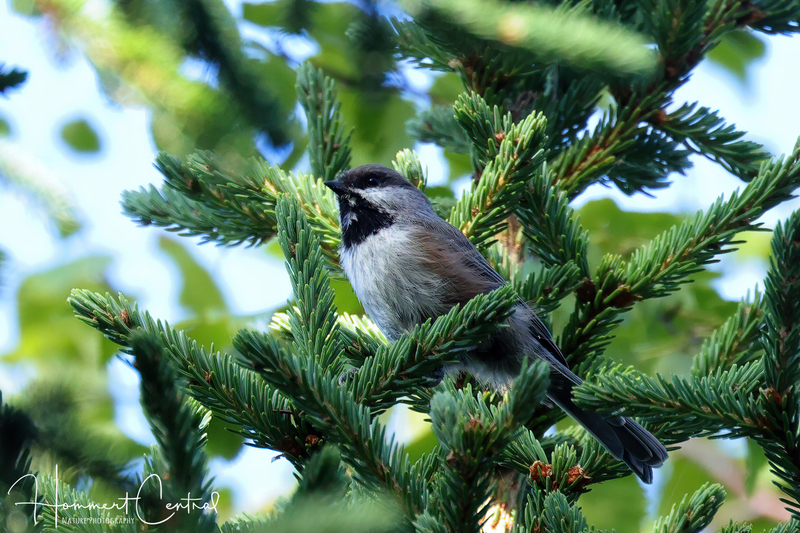 Boreal Chickadee (02).jpg