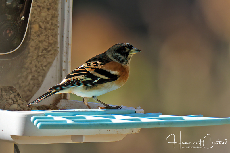 Brambling (01).jpg