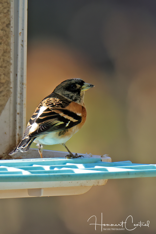 Brambling (02).jpg