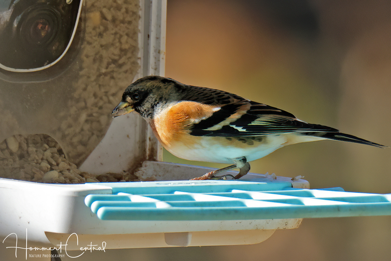 Brambling (03).jpg