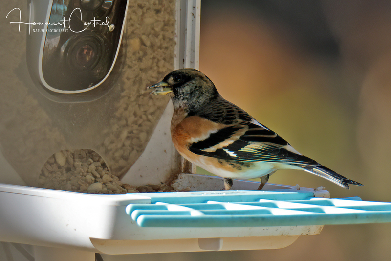 Brambling (04).jpg