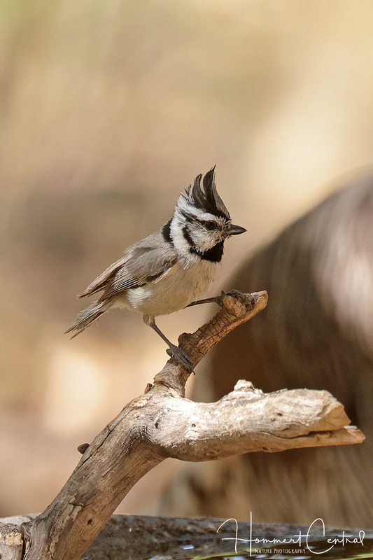 Bridled Titmouse (02).jpg