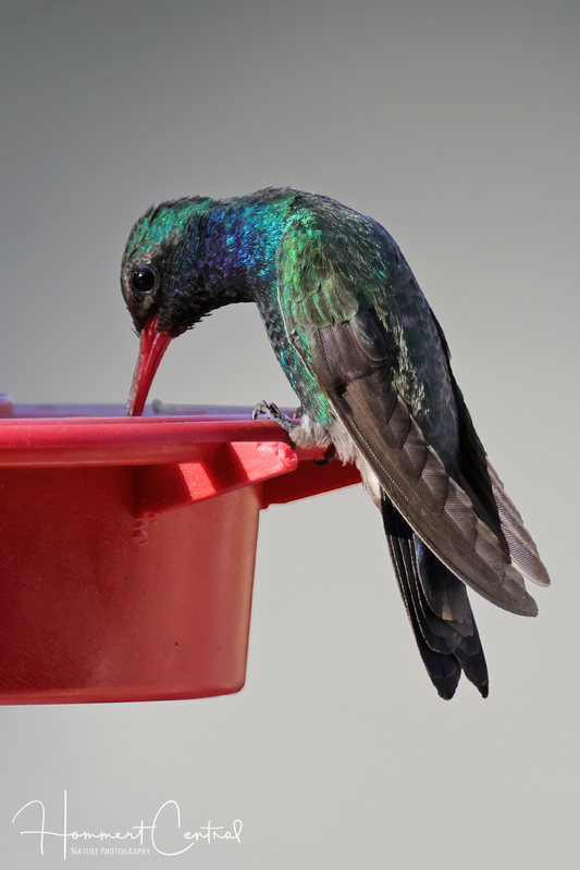 Broad-billed Hummingbird (03).jpg