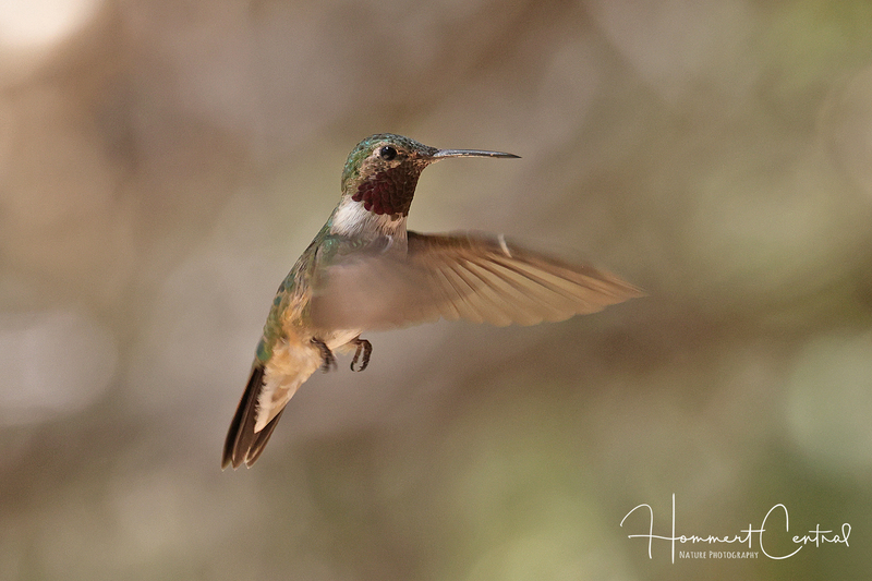 Broad-tailed Hummingbird (02).jpg