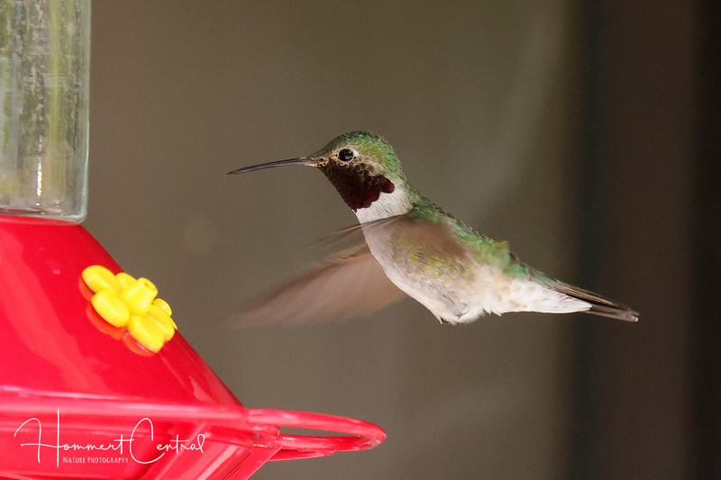 Broad-tailed Hummingbird (03).jpg