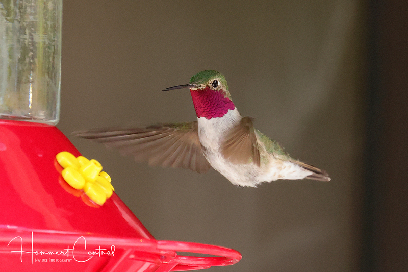Broad-tailed Hummingbird (04).jpg