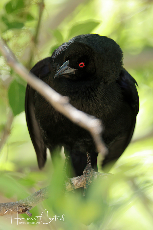 Bronzed Cowbird (03).jpg