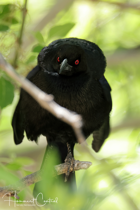 Bronzed Cowbird (04).jpg