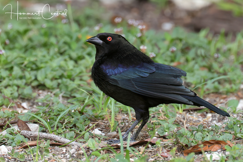 Bronzed Cowbird (05).jpg