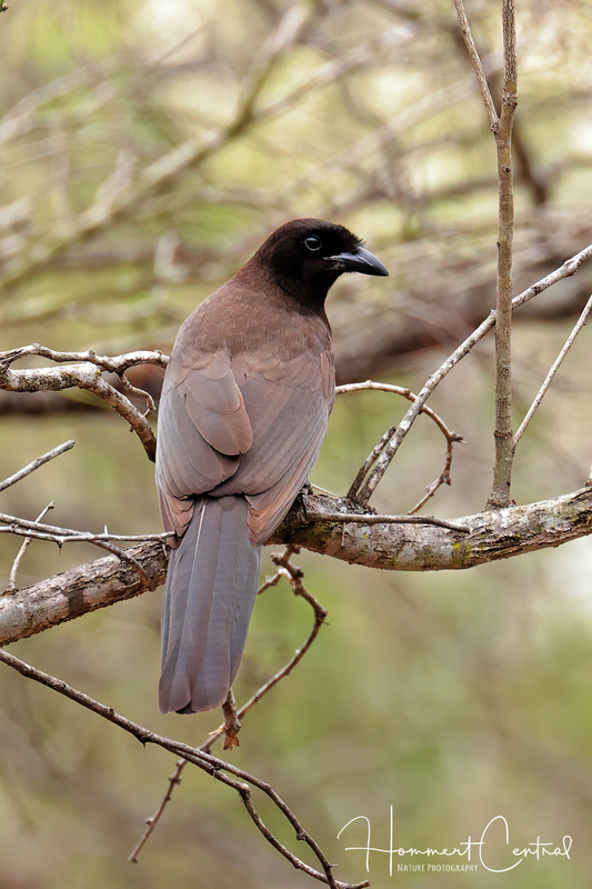Brown Jay (02).jpg