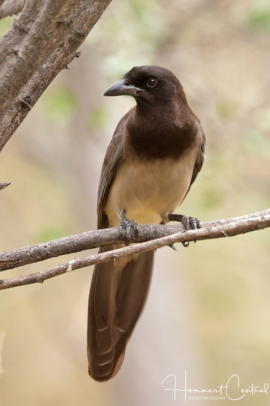 Brown Jay (03).jpg