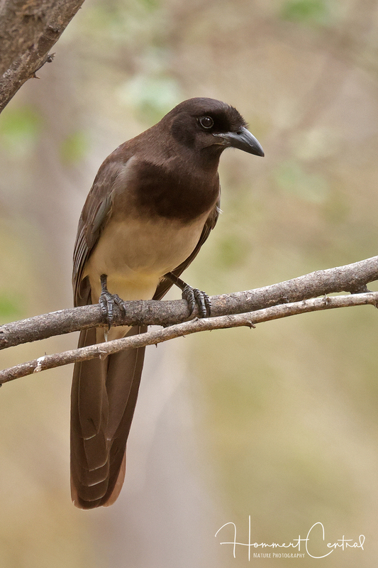Brown Jay (04).jpg