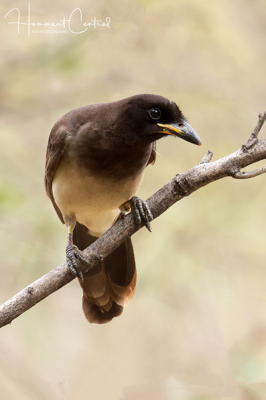 Brown Jay (immature) (01).jpg
