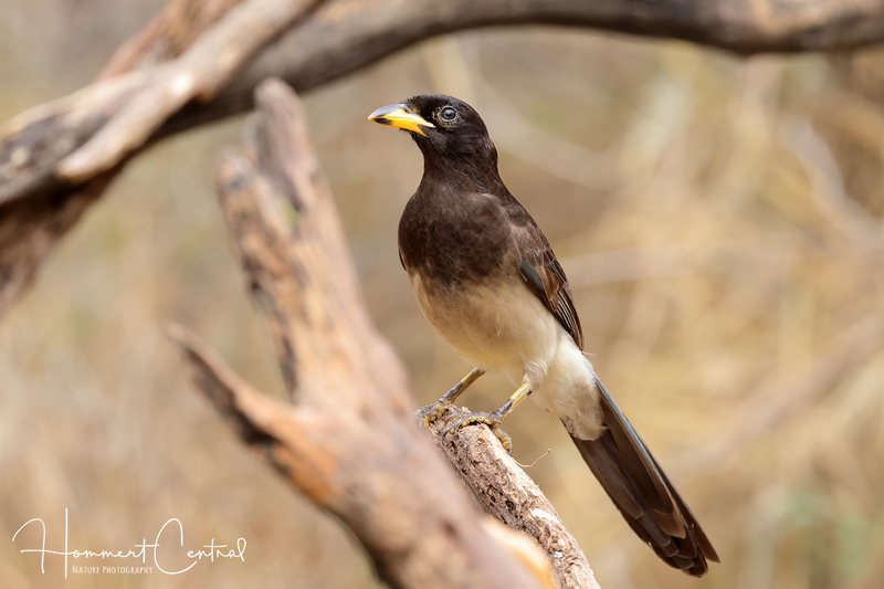 Brown Jay (immature) (02).jpg