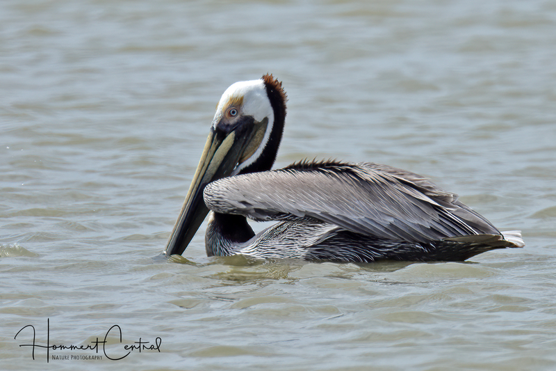 Brown Pelican (13).jpg
