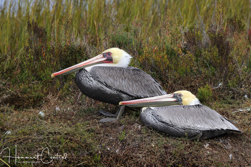 Brown Pelican (14).jpg