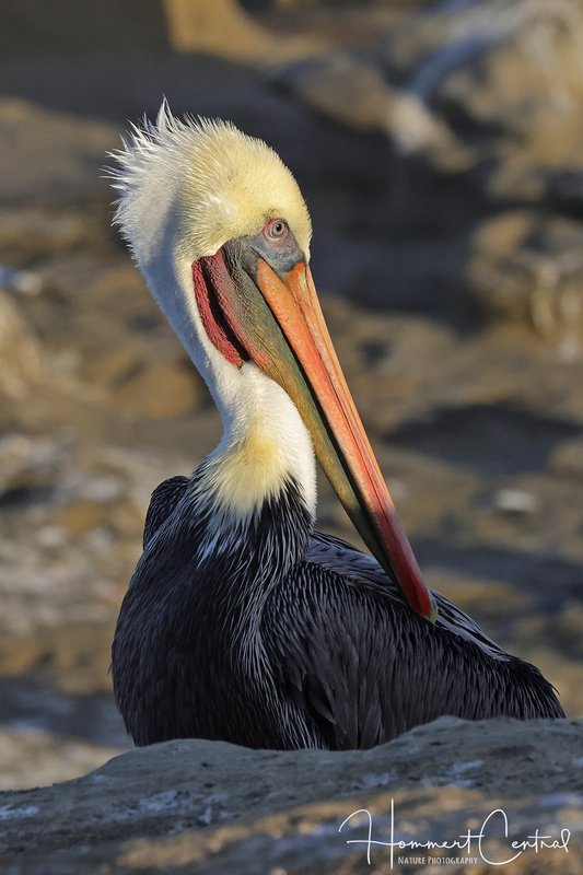 Brown Pelican (15).jpg