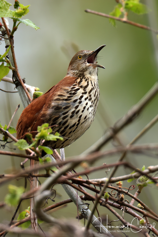 Brown Thrasher (14).jpg