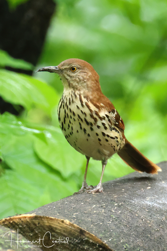 Brown Thrasher (15).jpg