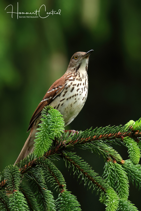 Brown Thrasher (16).jpg
